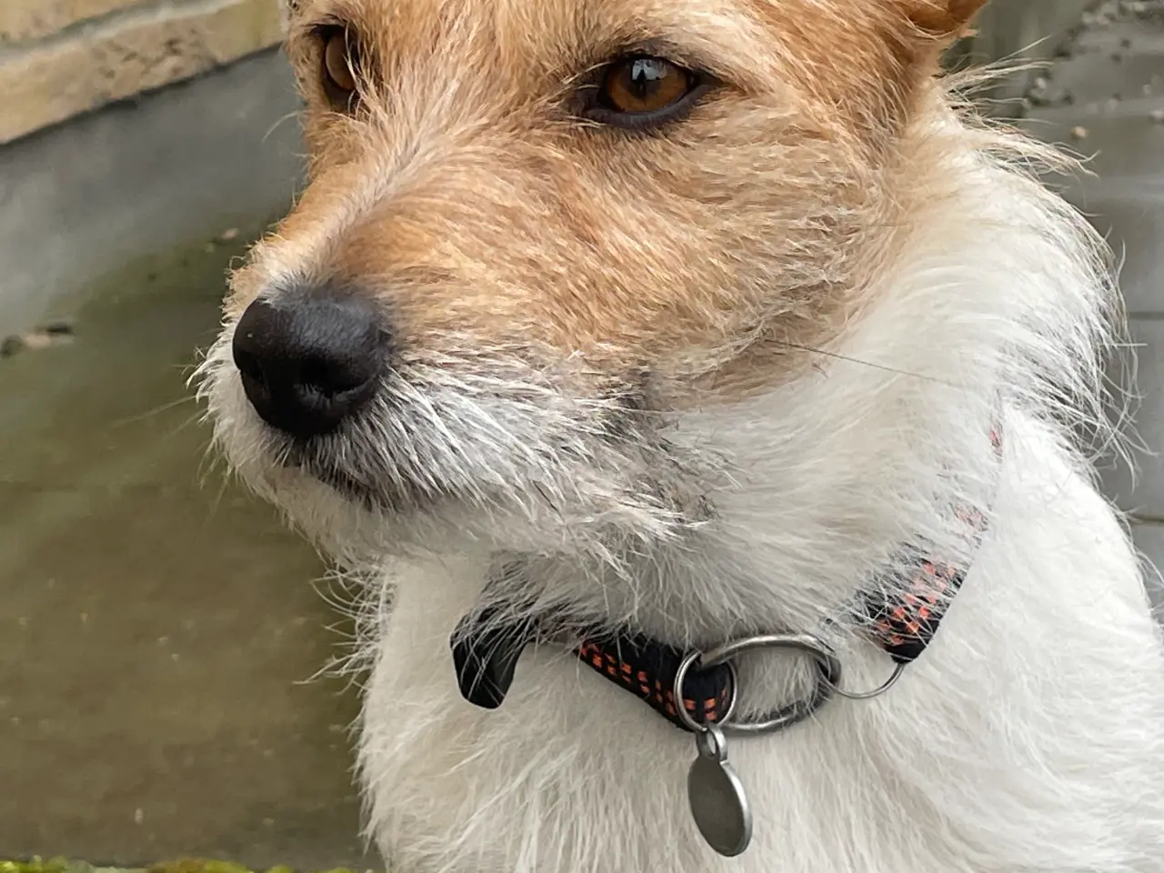 Billede 1 - Jack Russel Parring