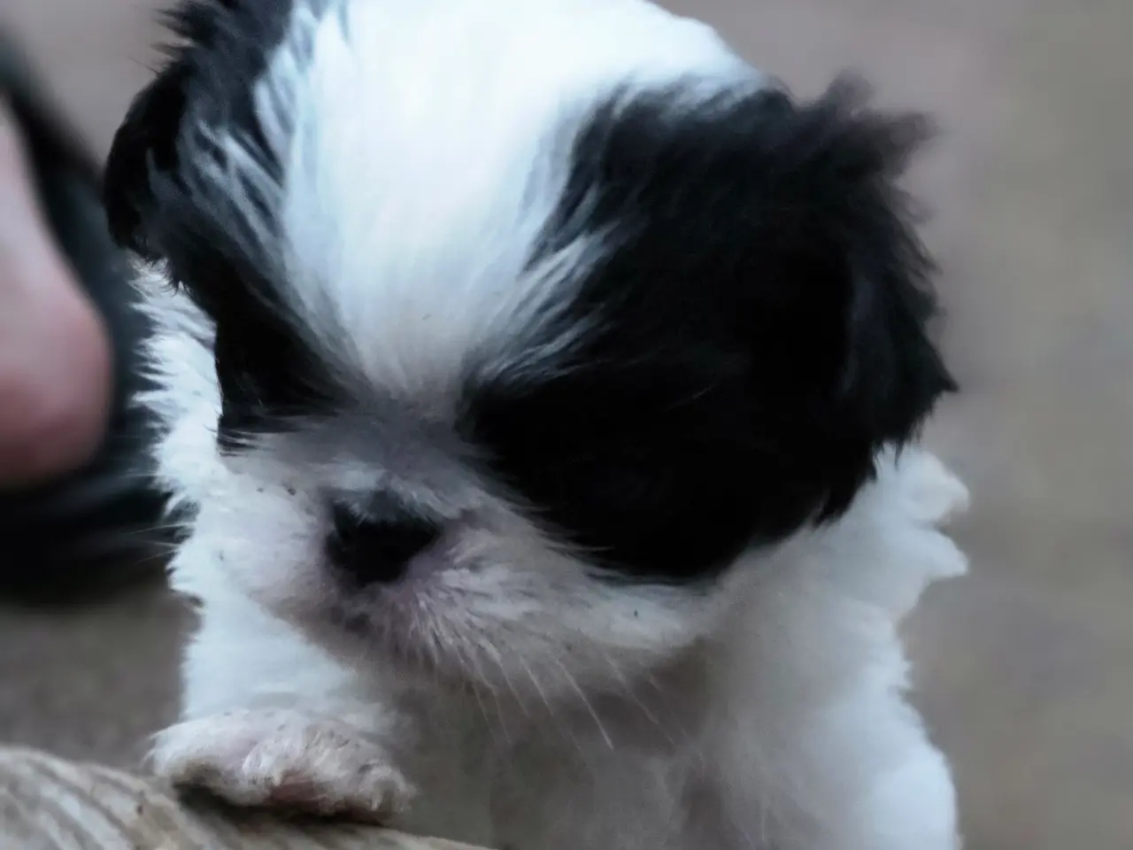Billede 4 - Hvalpe japanese Chin 