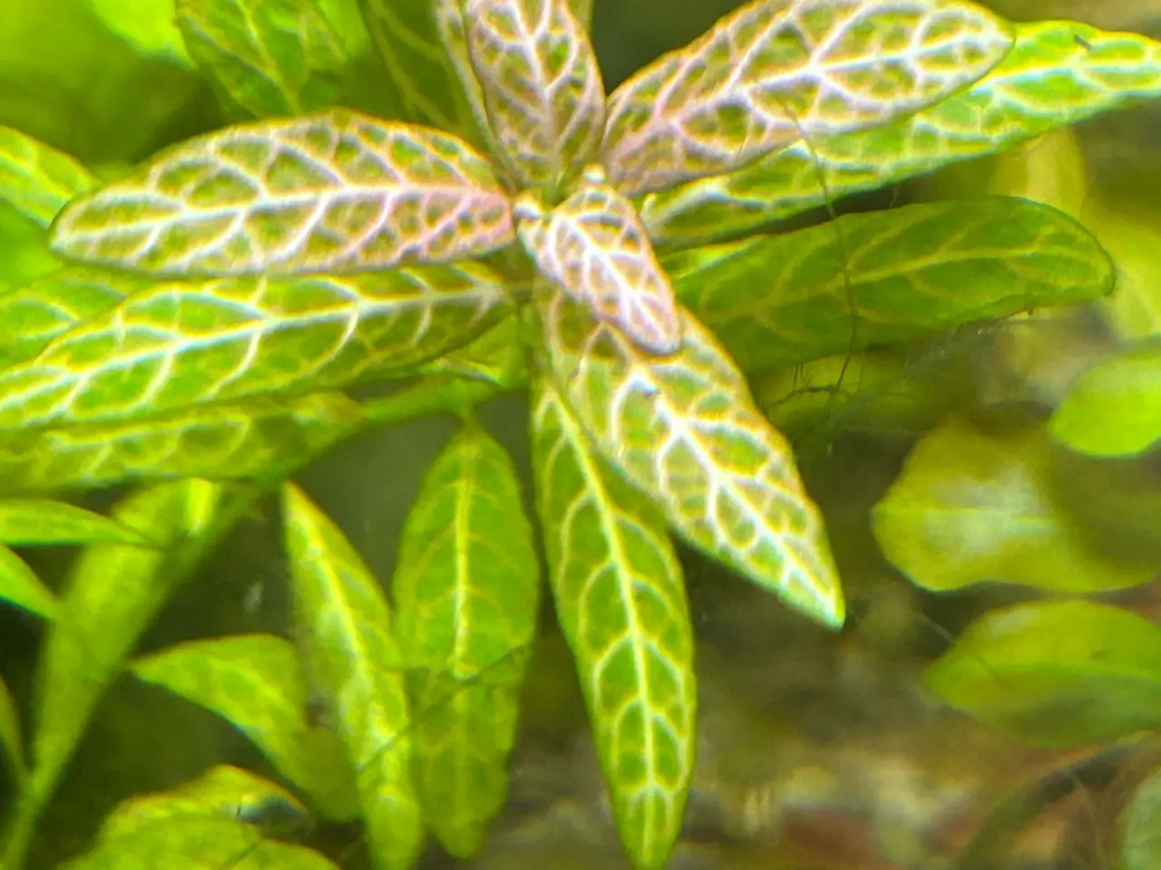 Billede 1 - 🌿 Levende akvarieplanter – 2 stk. GLS