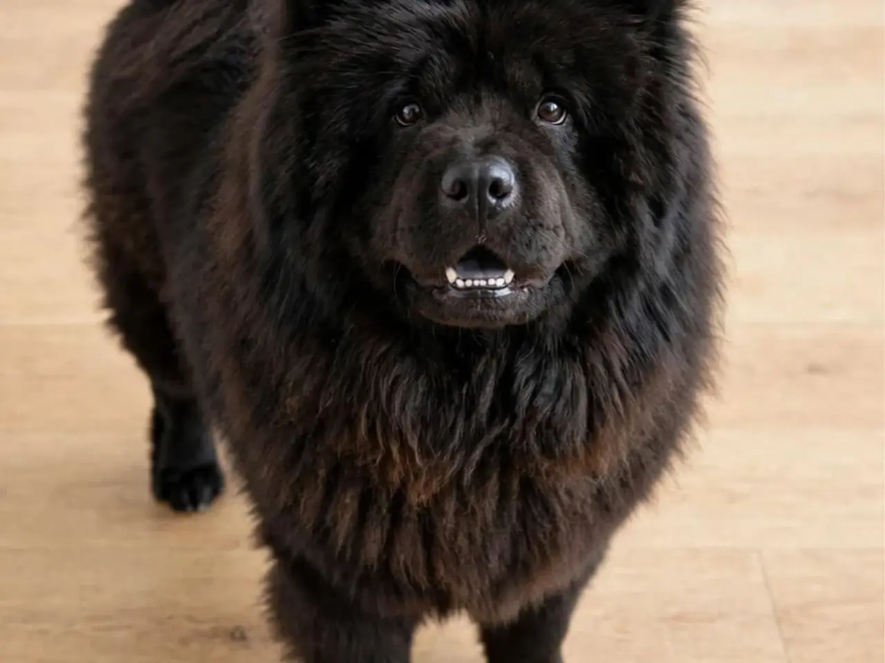 Billede 2 - Chow Chow hvalpe