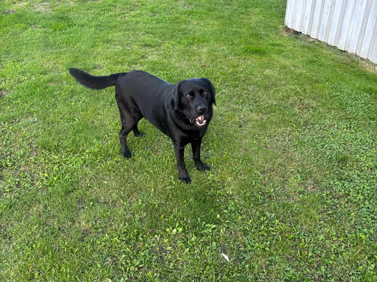Billede 4 - Smukke hanhund