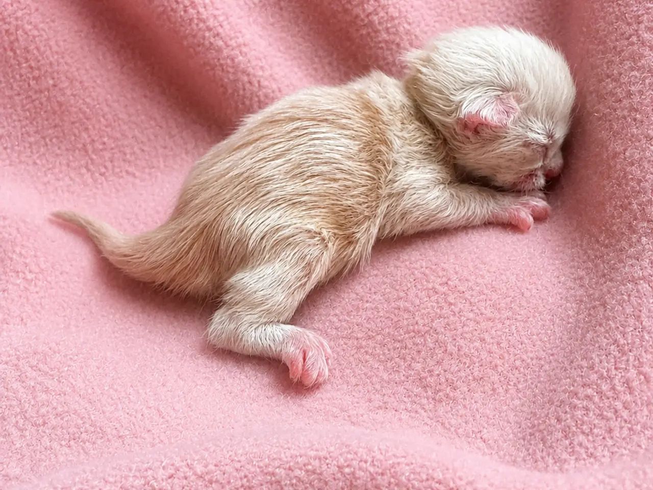 Billede 7 - Maine Coon killinger