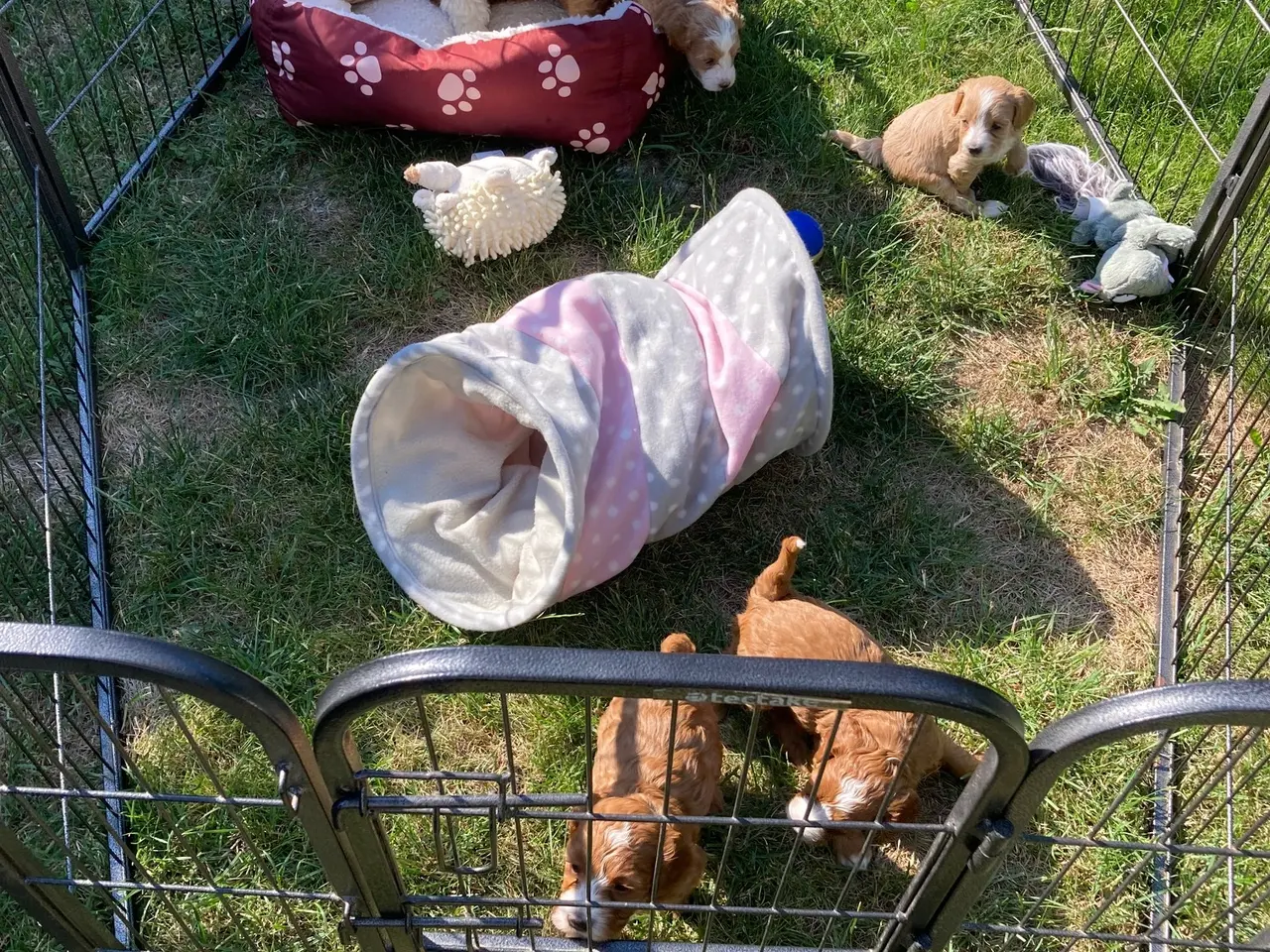 Billede 3 - Maltipoo-hvalpe søger deres familier