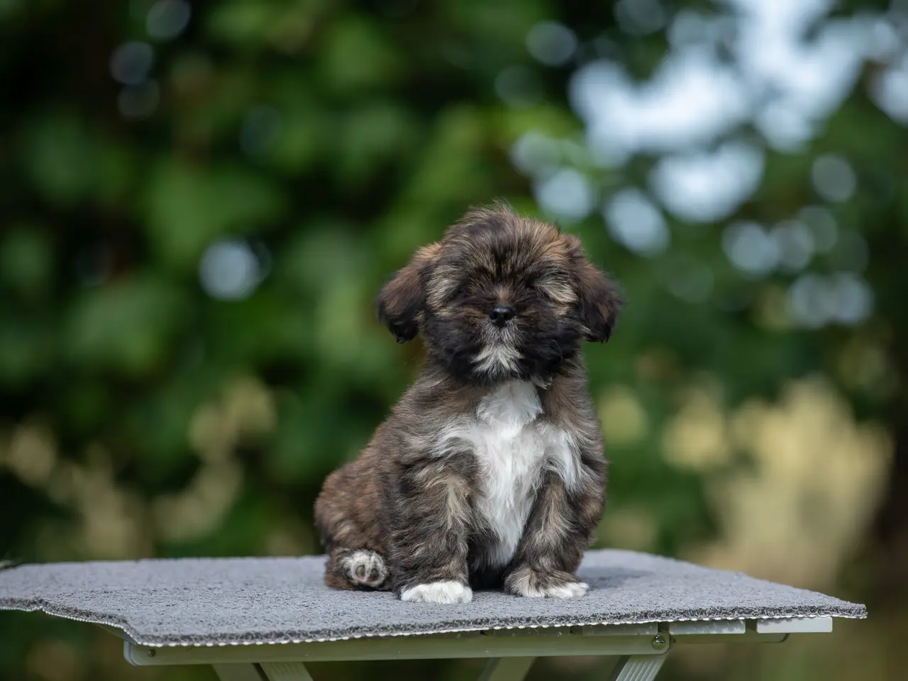 Billede 5 - Lhasa Apso hvalpe med DANSK KENNEL KLUB STAMBOG