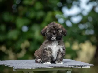 Lhasa Apso hvalpe med DANSK KENNEL KLUB STAMBOG - 5