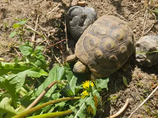2 græske landskildpadder