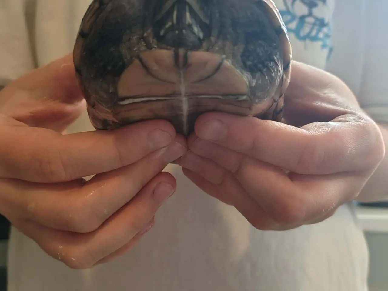 Billede 12 - Sumpskildpadder og 250 l akvarie med alt tilbehør