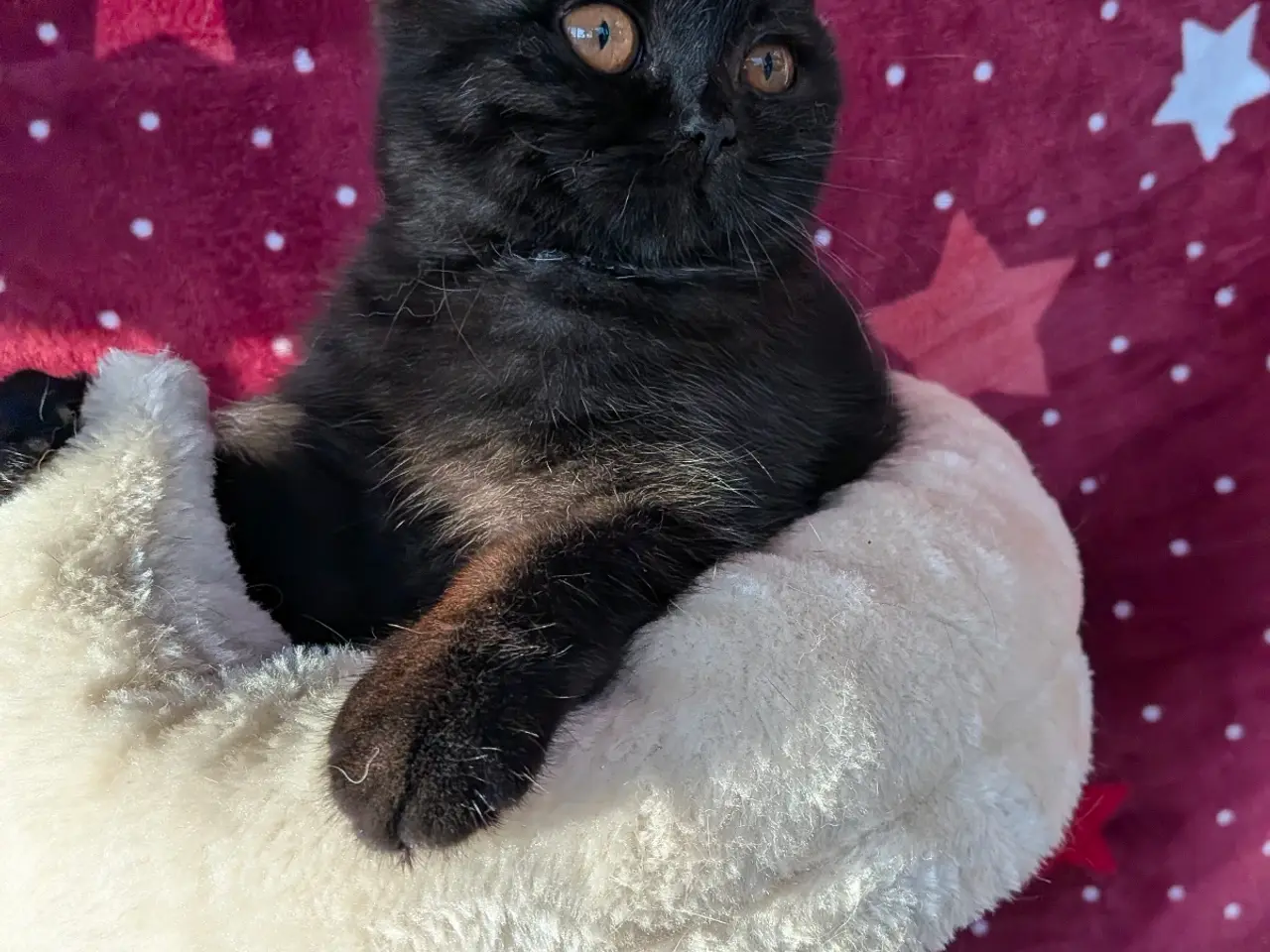 Billede 3 - British shorthair pige