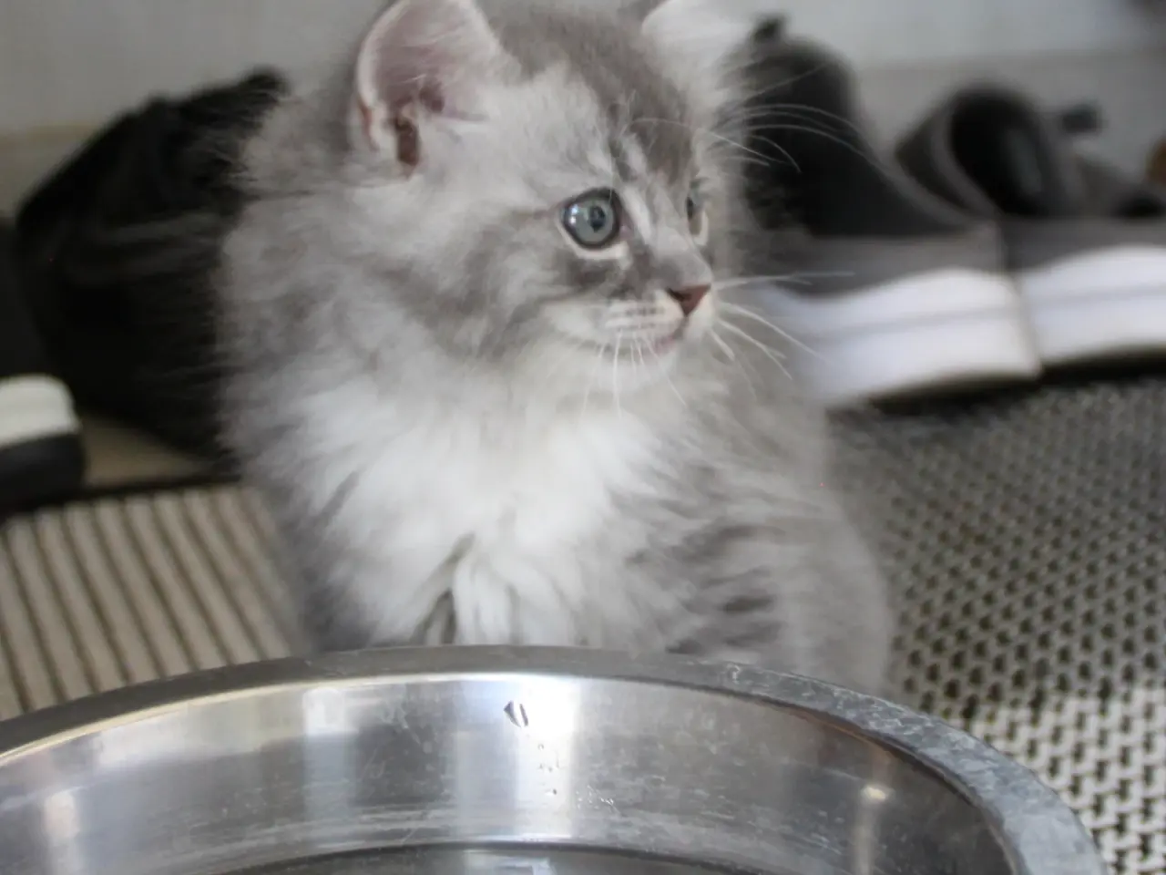 Billede 8 - Lækre 3/4 Ragdoll +1/4 perser killinger, katte