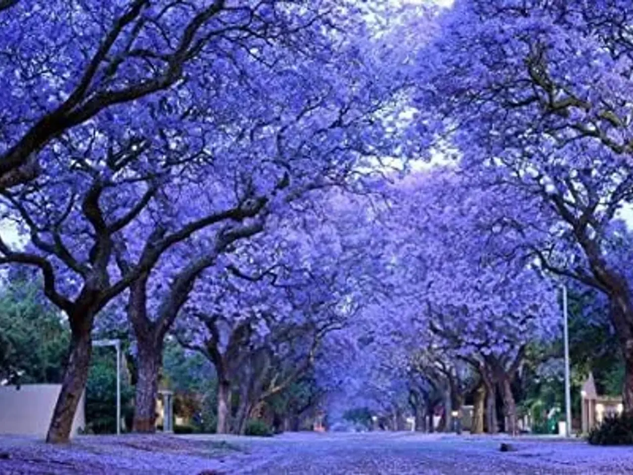 Billede 1 - 60+ Blue Jacaranda frø inkl. levering. Luftfrisker