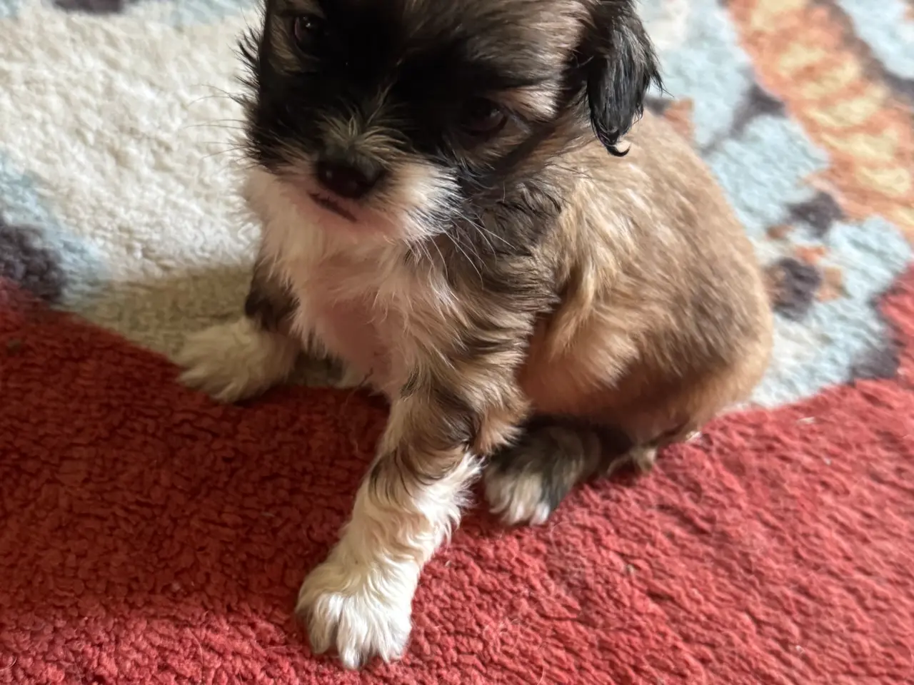 Billede 2 - Lhasa apso/Pekingeser blanding hvalpe