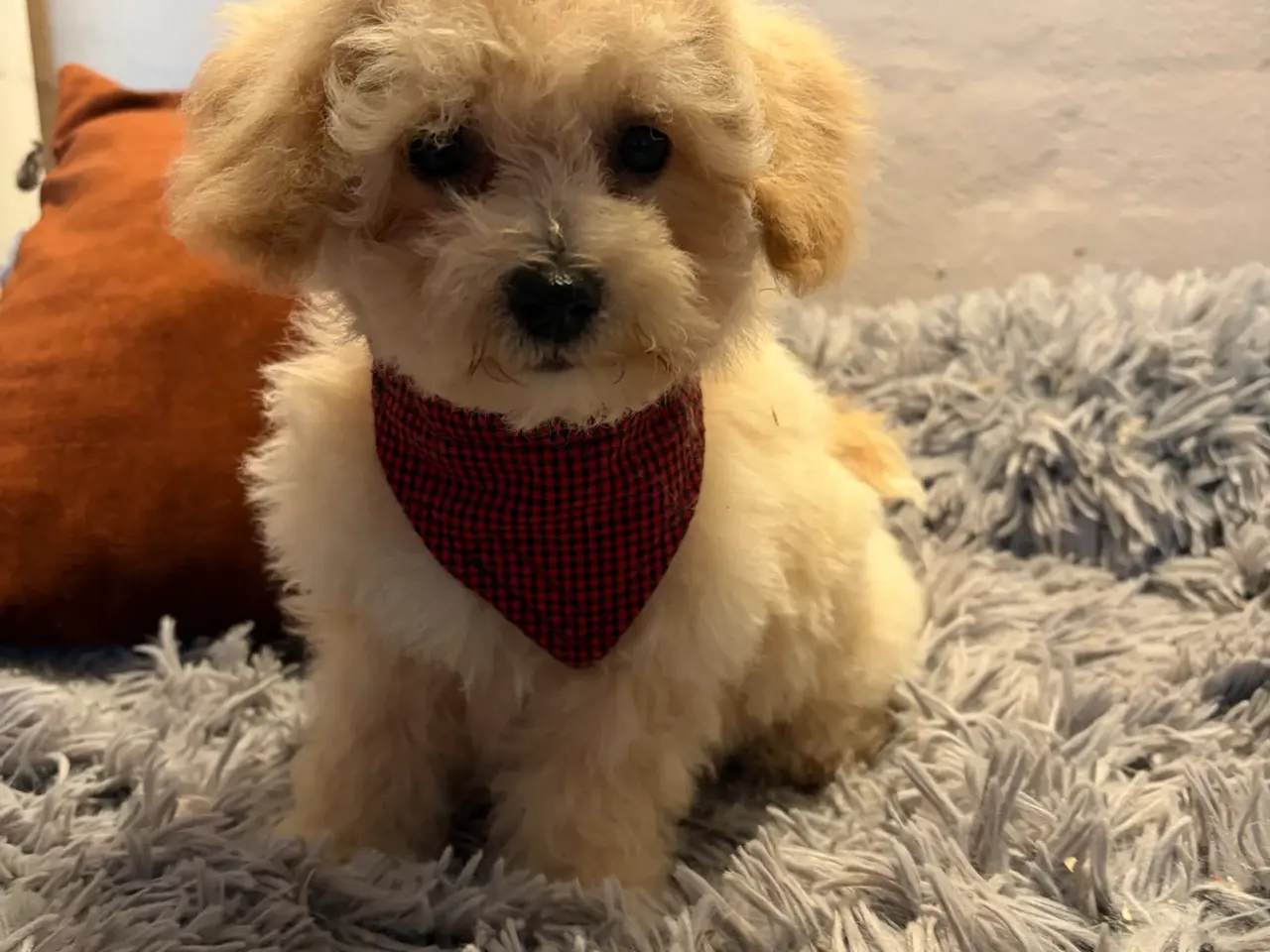 Billede 14 - smukkeste små mini Maltipoo babyer