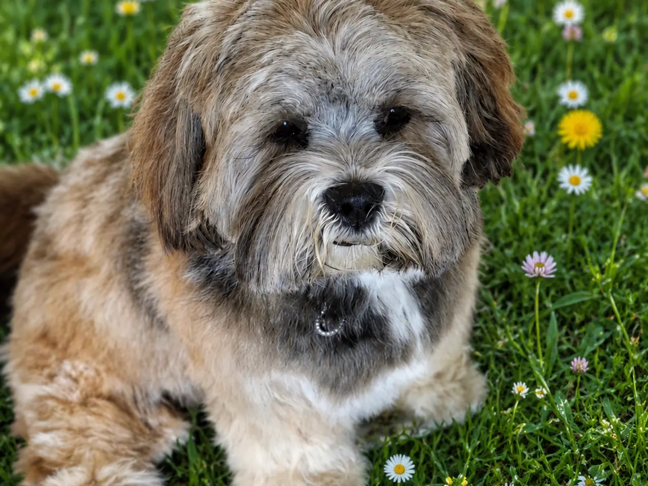 Billede 2 - Lhasa Apso han tilbydes til avl