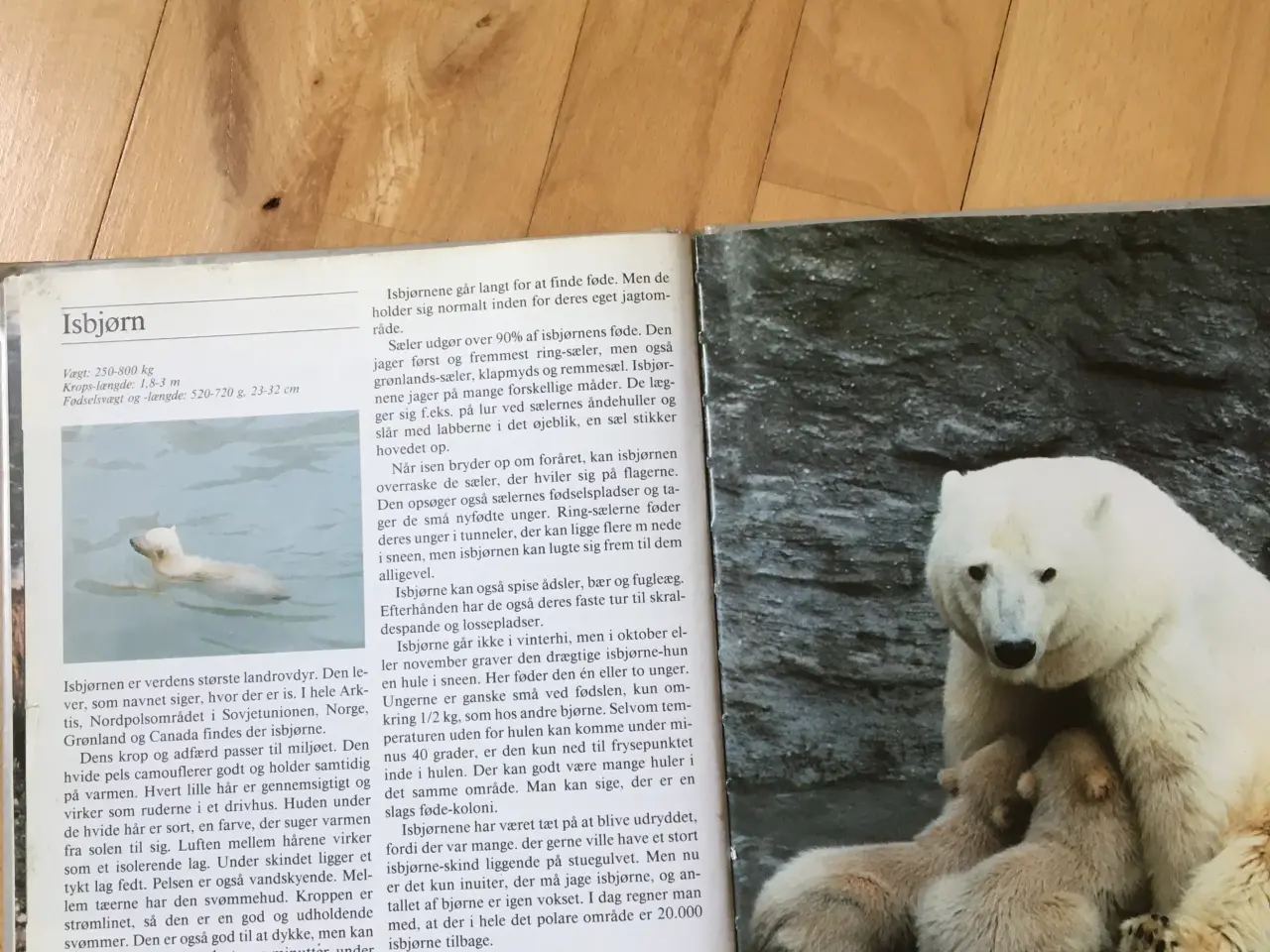 Billede 3 - Bog om bjørne. Skarvs naturbibliotek/Høst & Søn.