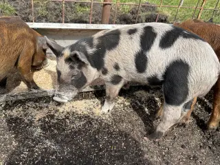 Duroc/Gl. Dansk landrace Orne