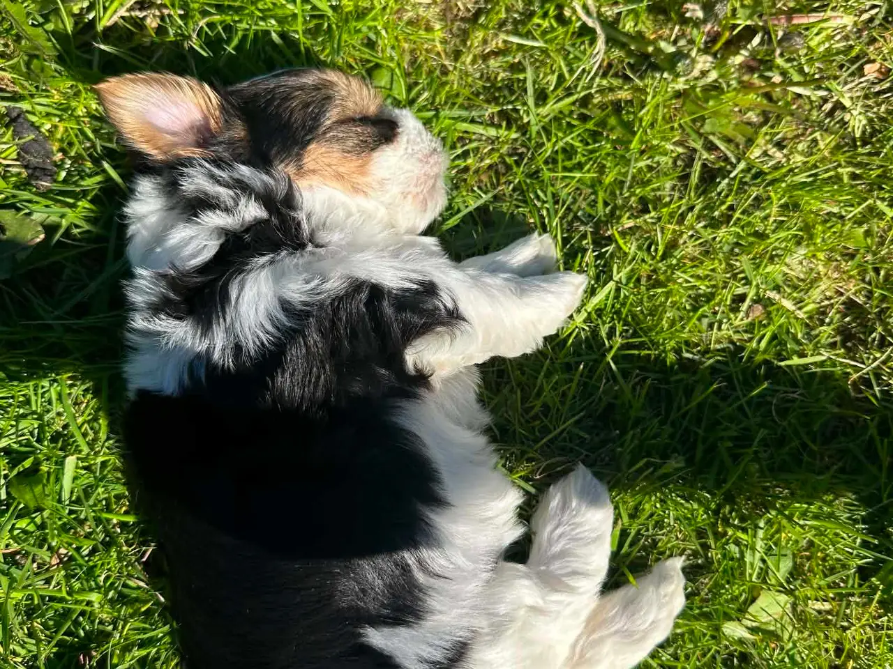 Billede 3 - Biewer Morkie hvalpe.