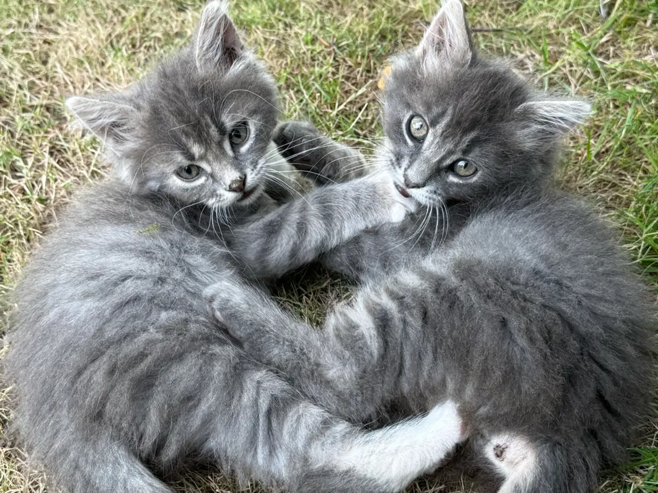 Billede 1 - De mest nuttede killinger 1/2 Ragdoll