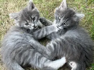 De mest nuttede killinger 1/2 Ragdoll 