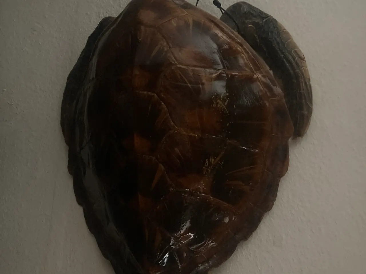 Billede 5 - udstoppet skildpadde