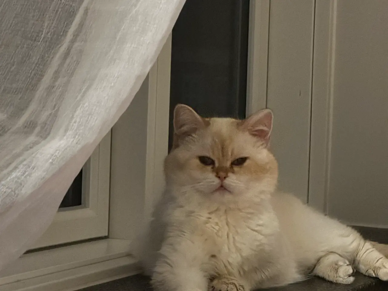 Billede 7 - Sød og kærlig kat søger nyt hjem