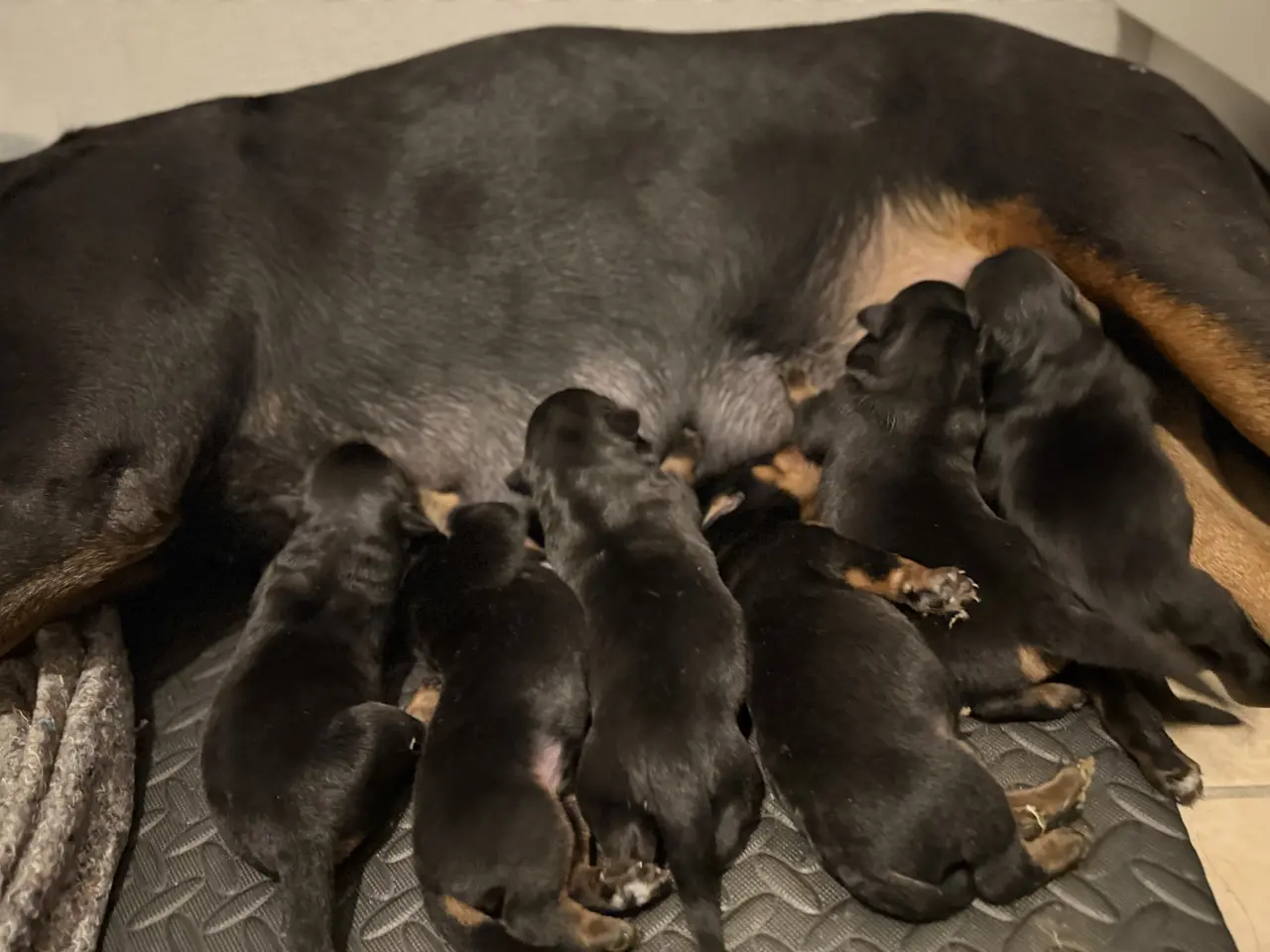 Billede 4 - Rottweiler hvalpe 🐶