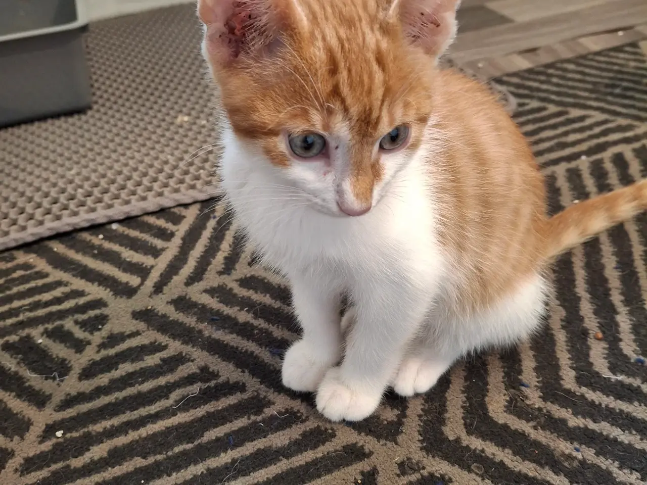 Billede 4 - Gratis kat