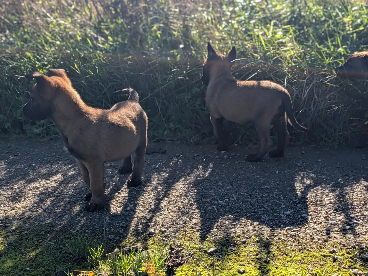 Billede 7 - 🐶 Belgisk Mallinois 🐶