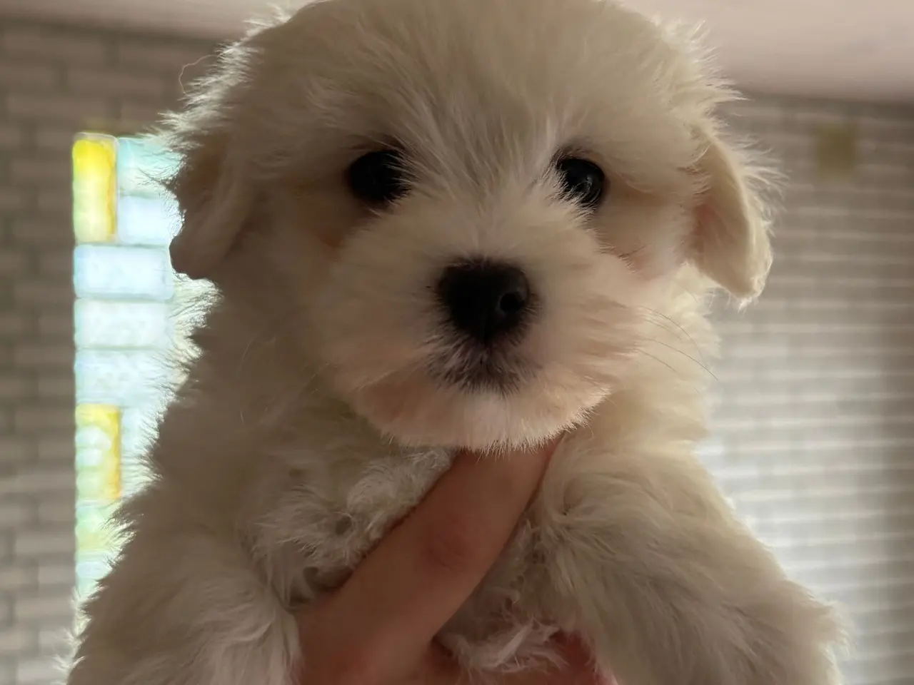 Billede 6 - Bichon havanais / malteser hvalpe