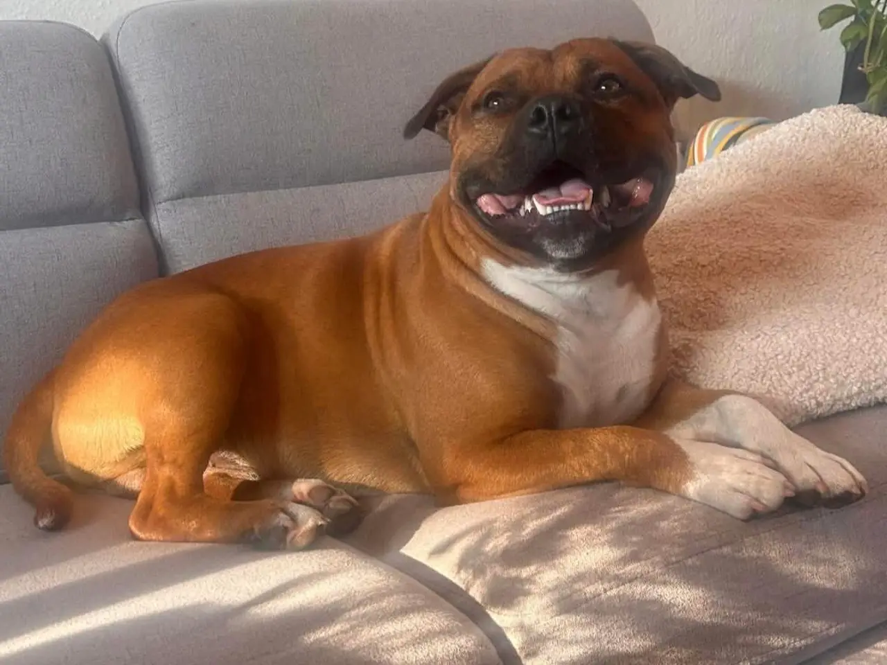 Billede 8 - Engelsk stafford Bull terrier