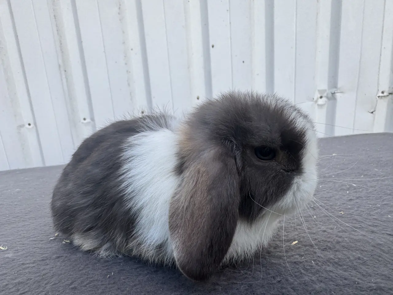 Billede 3 - Mini lop hankanin