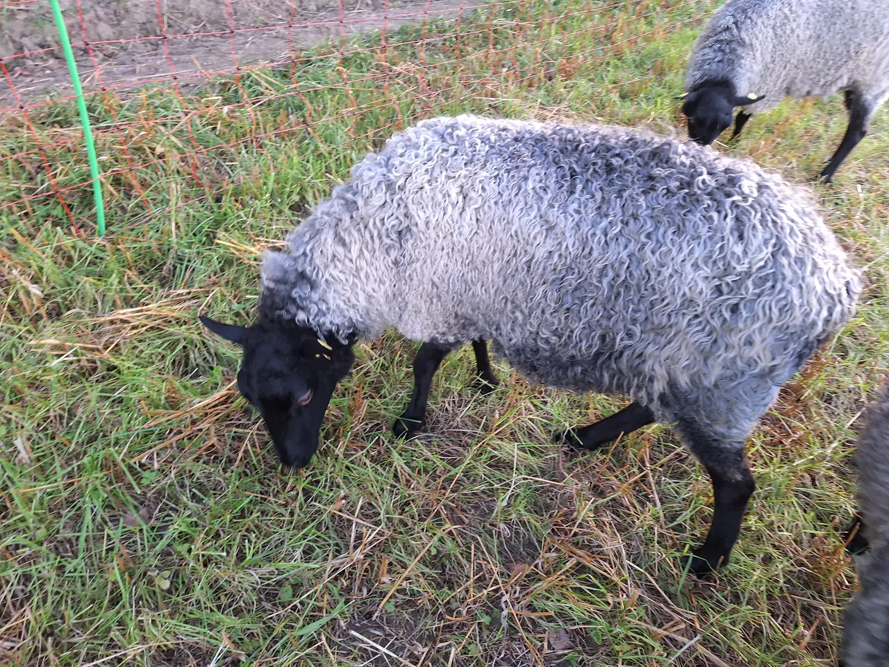 Billede 2 - To Gotlandske får / gimmer til salg