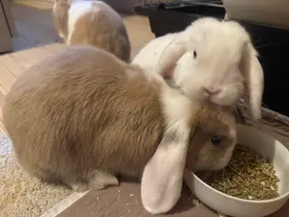 Mini Lop kanin