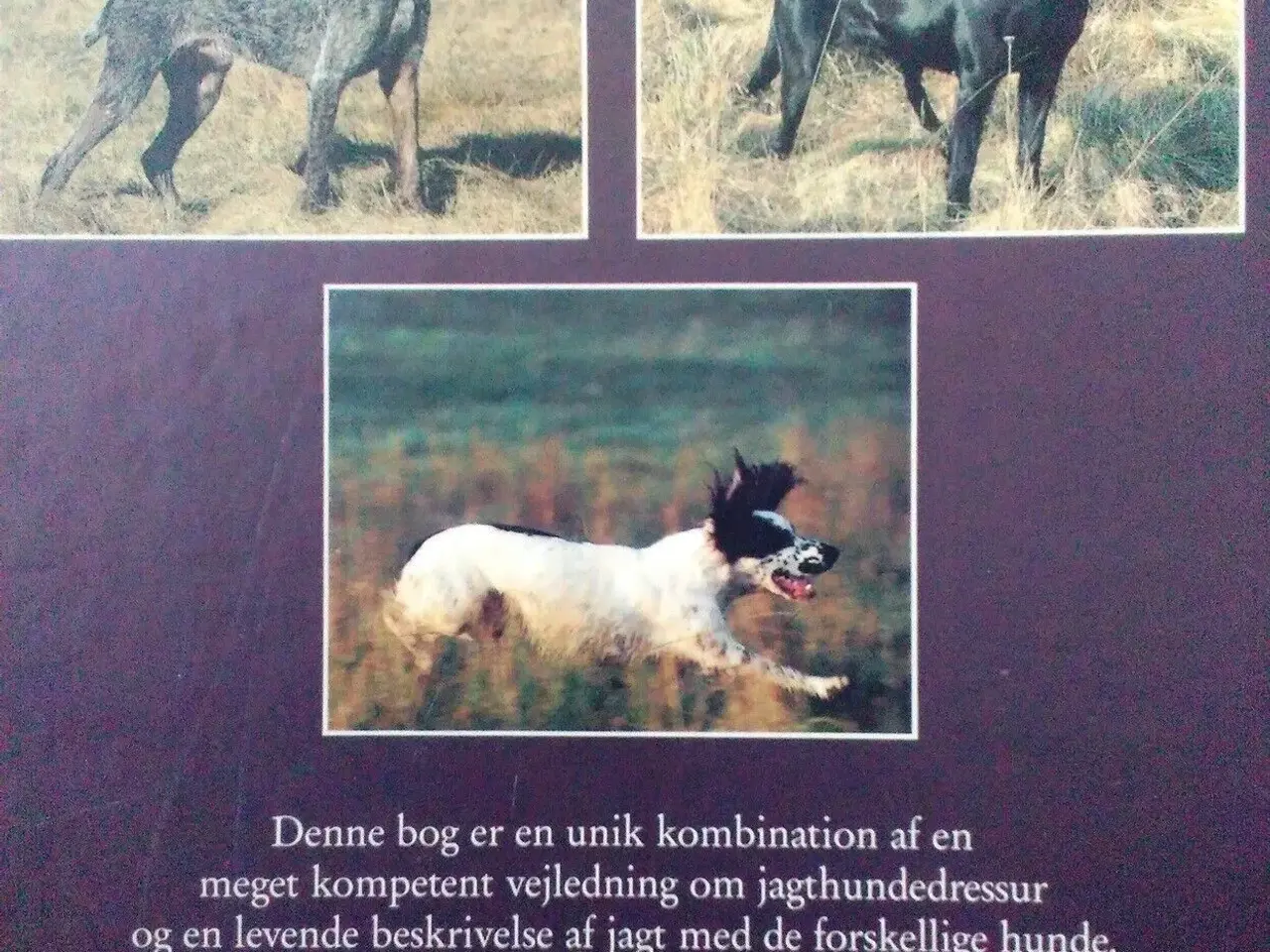 Billede 6 - Jagthunde - dressur og jagt, Sten Christoffersson