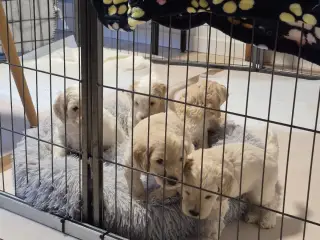 Cockapoo hvalpe - salgsklare i uge 42