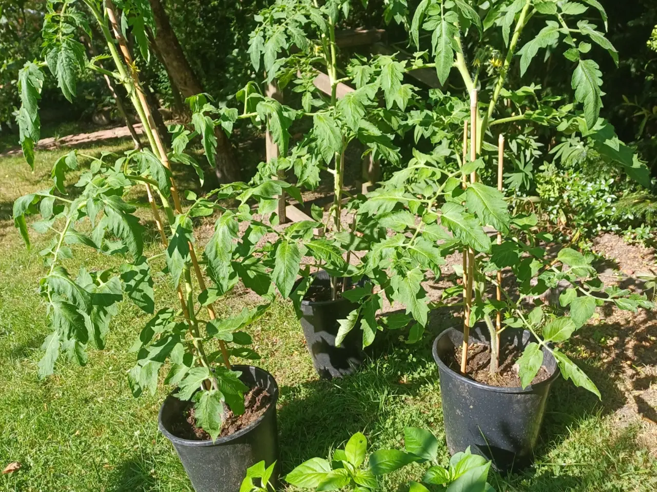 Billede 3 - Store tomatplanter og peberfrugtplanter i potter