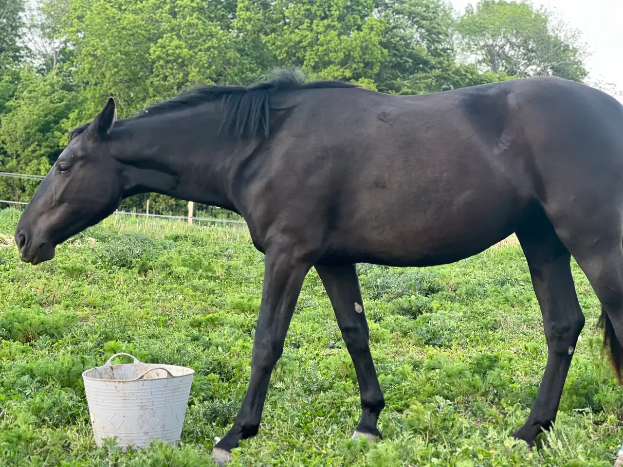 Billede 3 - Renstammet oldenborghoppe, bliver 3 i marts