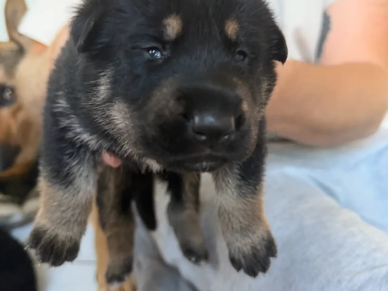 Billede 1 - Hvalpe Rottweiler/Broholmer/Husky/Schæfer