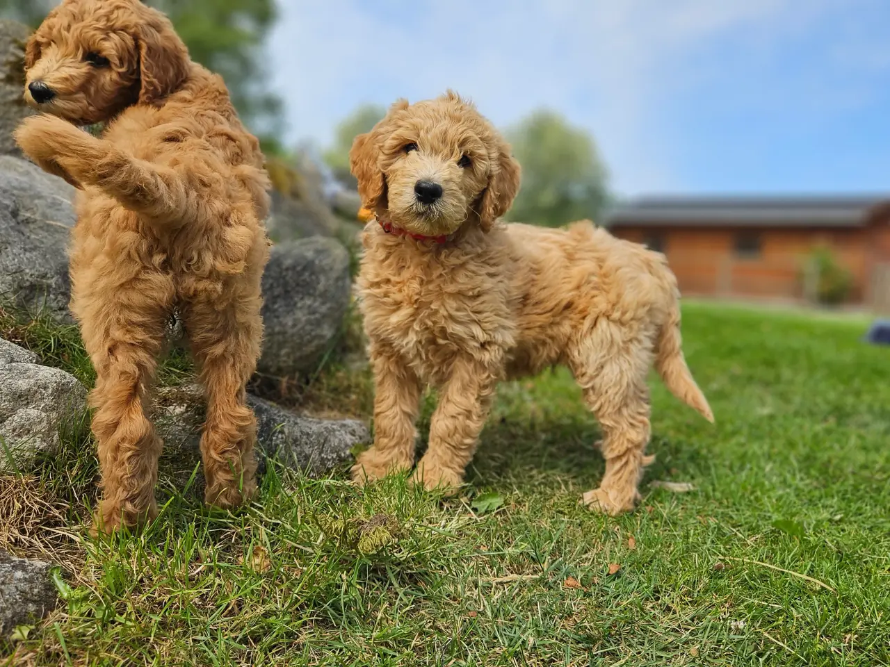 Billede 4 - Goldendoodle hvalpe