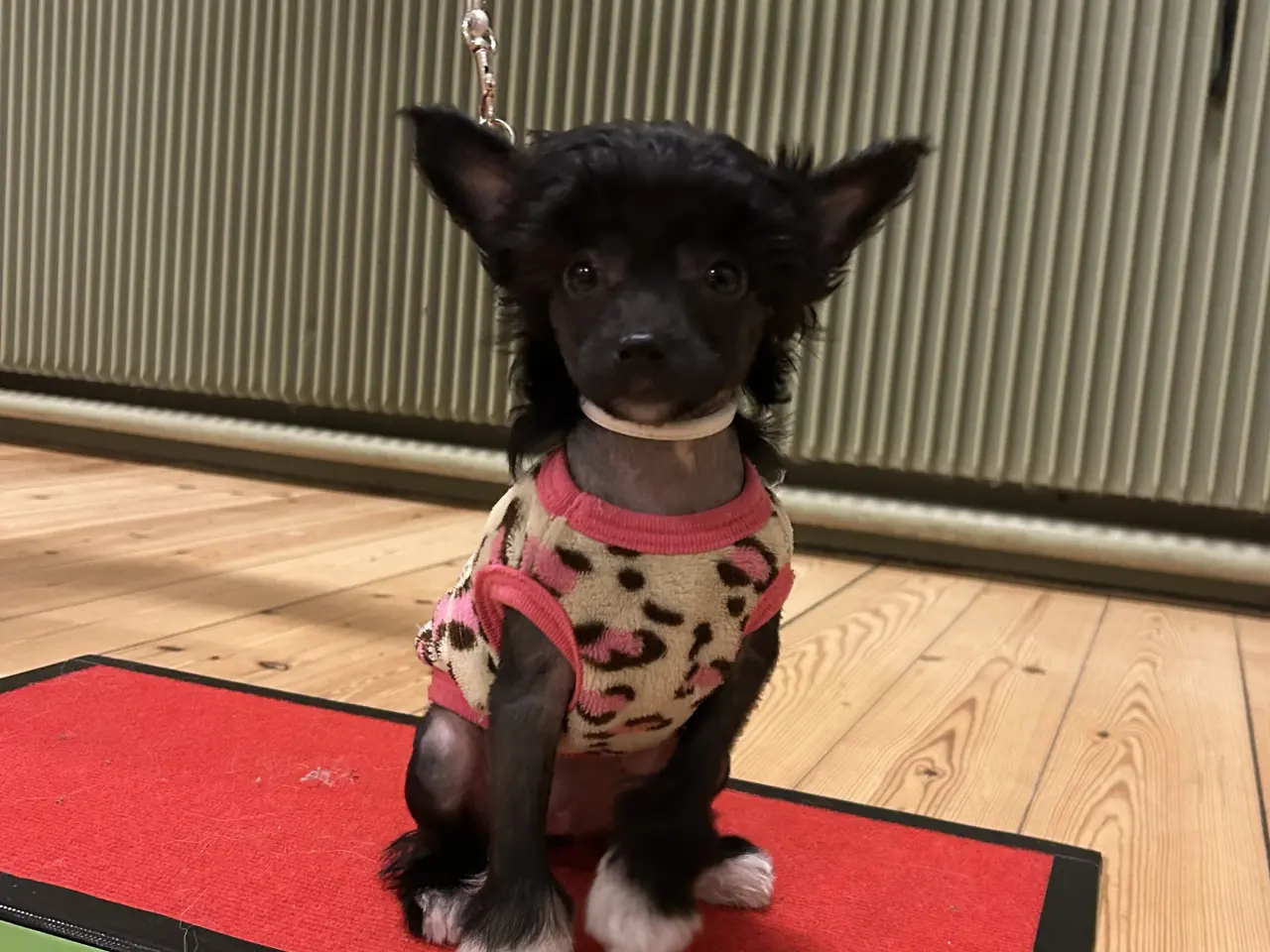 Billede 2 - Chinese crested/Kinesisk hårløs, allergivenlige