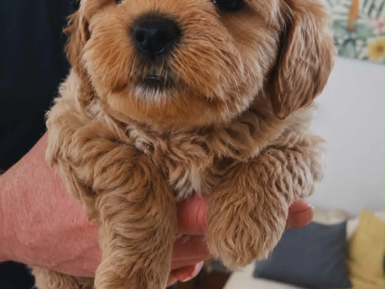 Billede 11 - 🐩 Dværgpuddel han tilbydes til parring 🐩
