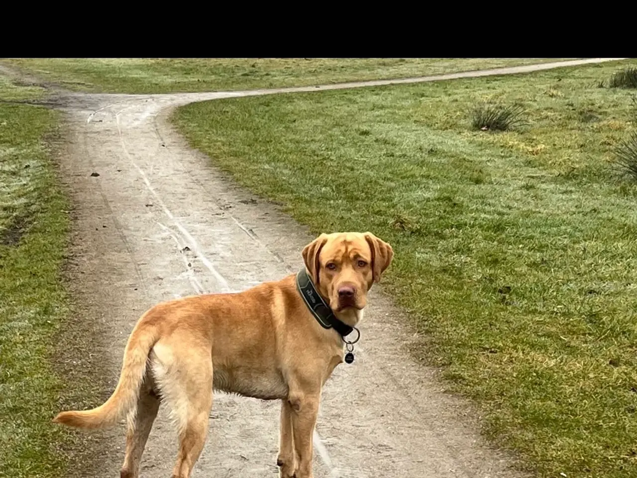 Billede 1 - Rød/gul labrador tilbydes til parring