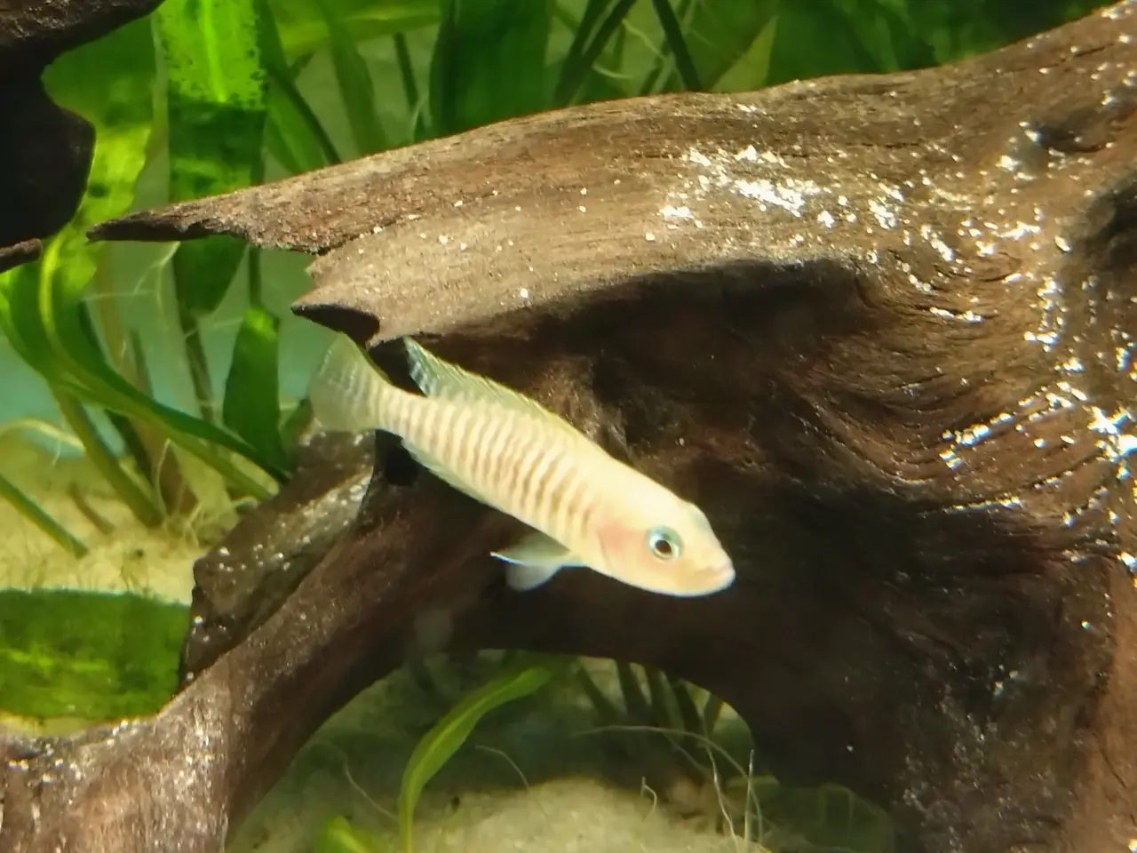 Billede 2 - Neolamprologus Multifasciatus sneglehus cichlider