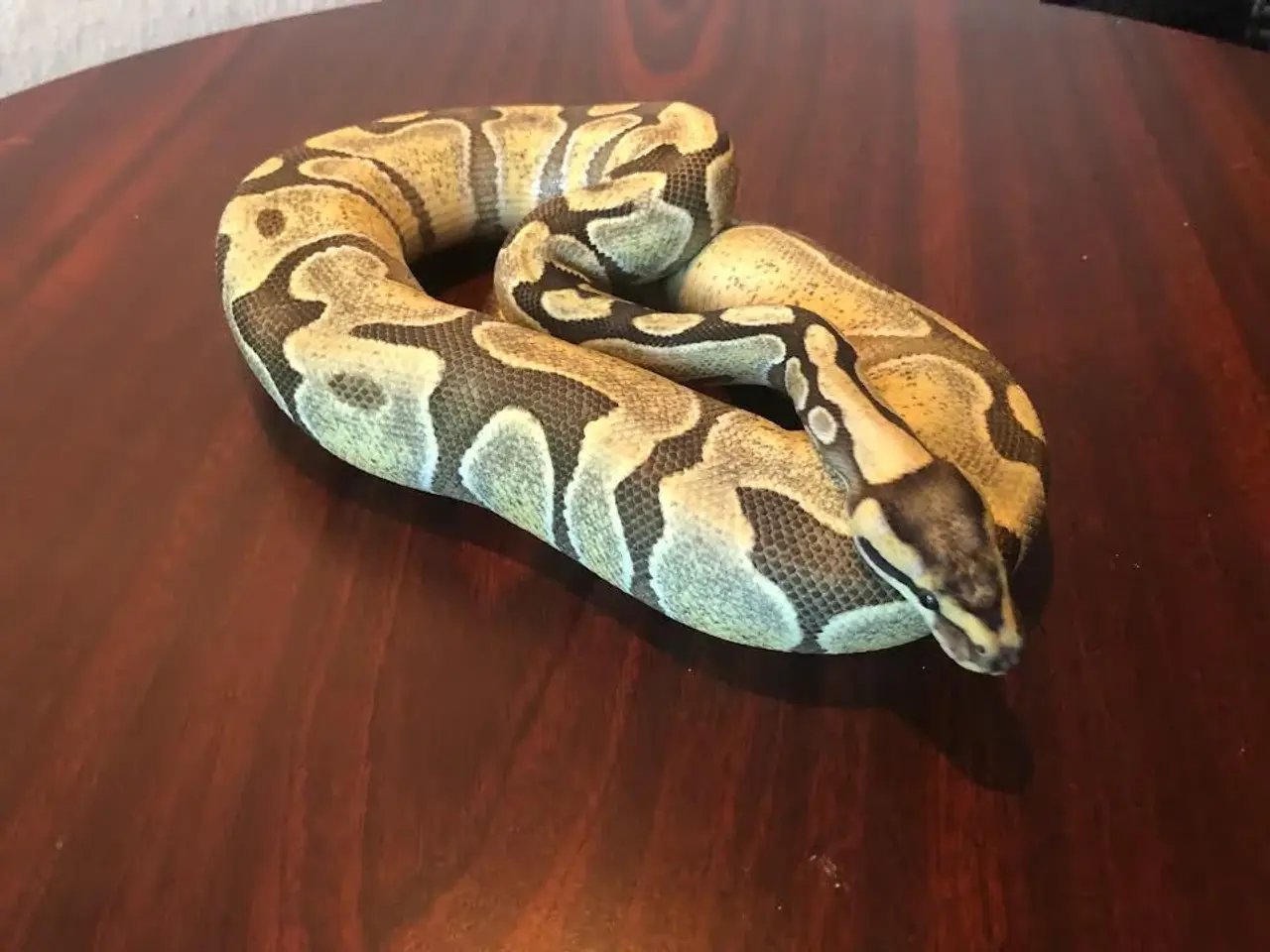 Billede 2 - 0,1 Enchi Desert Ghost 50% het Amur ca 800 g