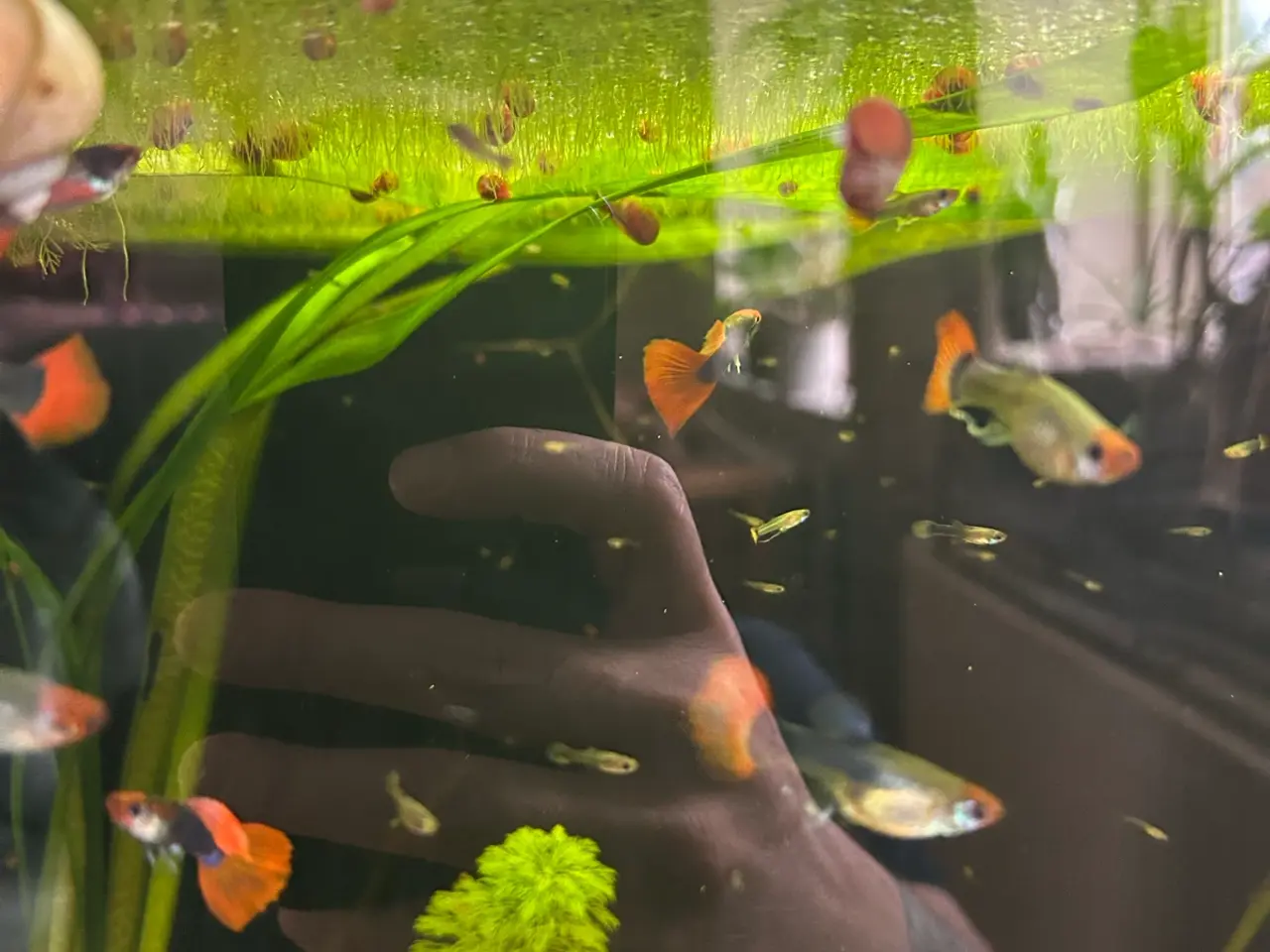 Billede 10 - 🔥❤️ Rednose Dumbo Guppy – Premium Voksne | Viby J