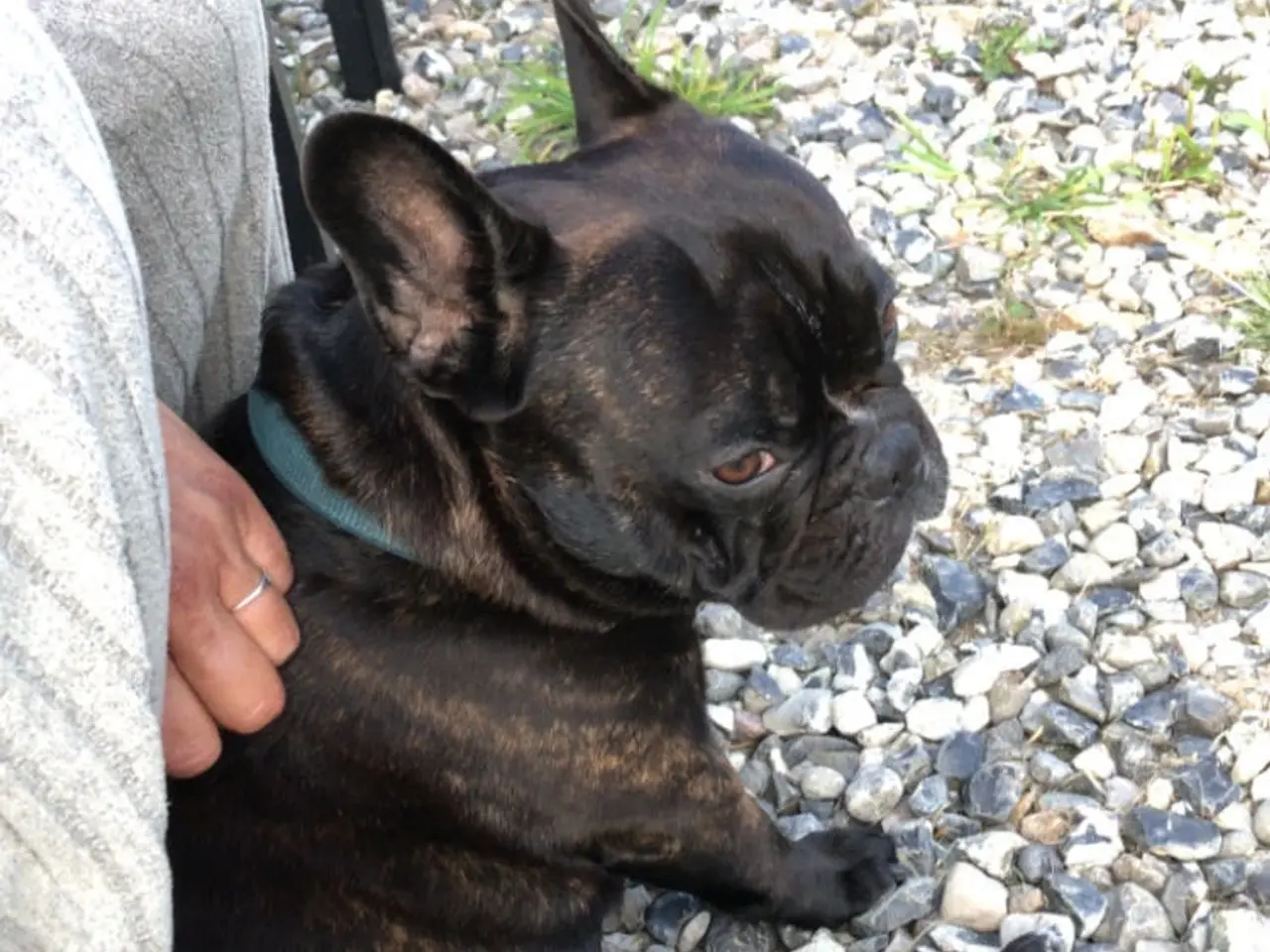 Billede 3 - Fransk bulldog parring