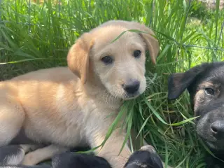 Shy søger sin egen familie❤️