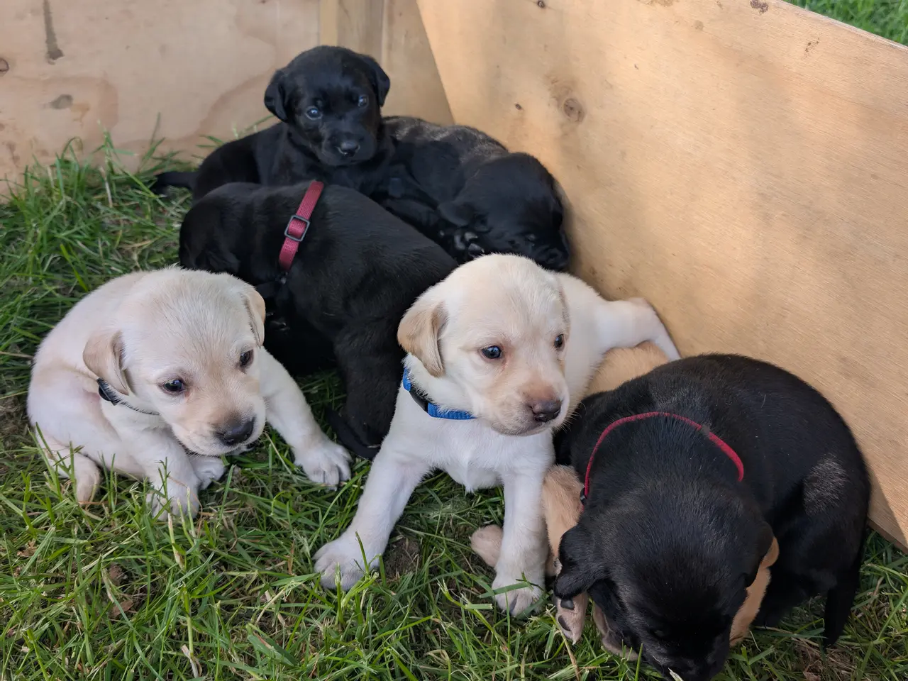Billede 4 - Labrador hvalpe