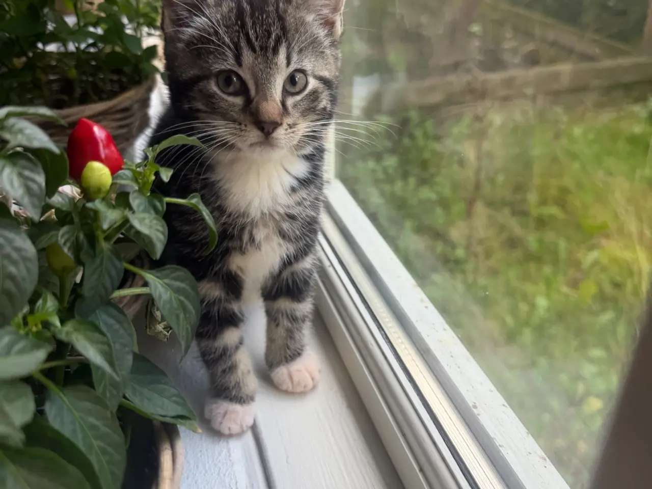 Billede 7 - 🐱 Sød hunkilling søger nyt hjem 🏡❤️