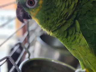 Blå pandet amazone 