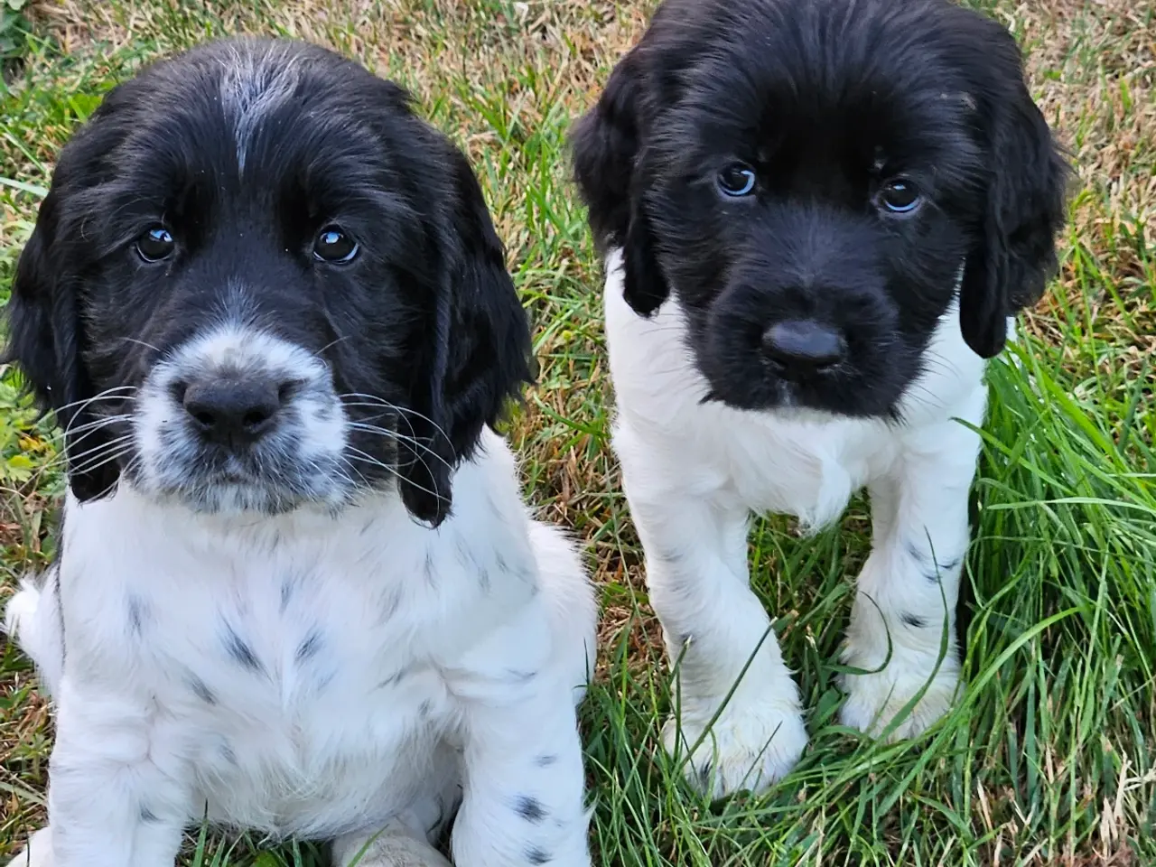 Billede 3 - Springer spaniel 8 uger